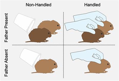 Plasticity in parental behavior and vasopressin: responses to co-parenting, pup age, and an acute stressor are experience-dependent